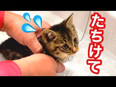 【保護子猫】初めてのお風呂 心配する先住猫