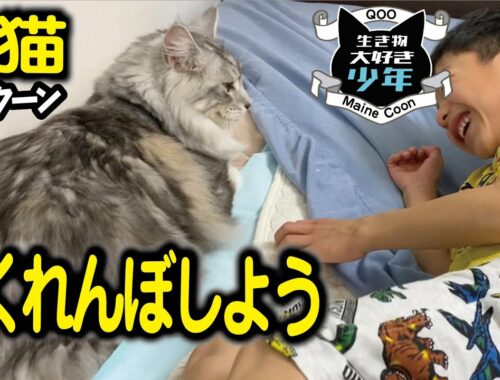 【メインクーン】かくれんぼが好きな大型猫