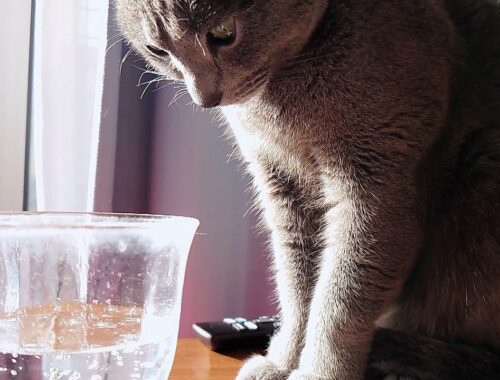 【猫動画】ロシアンブルーと初めての炭酸水【russianbule】ロシアンブルーと初めての炭酸水