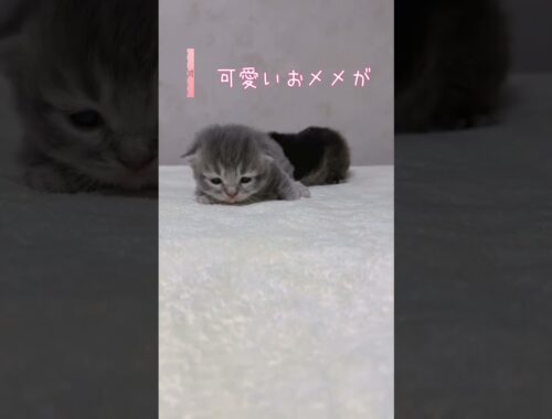 【今日もふ】おメメ開いたよ！キンカロー子猫さん♡DAY12【2023年1月25日】