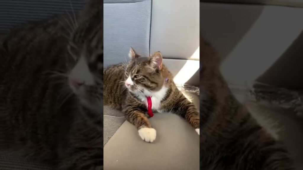 My cat greets me with funny and adorable sounds.