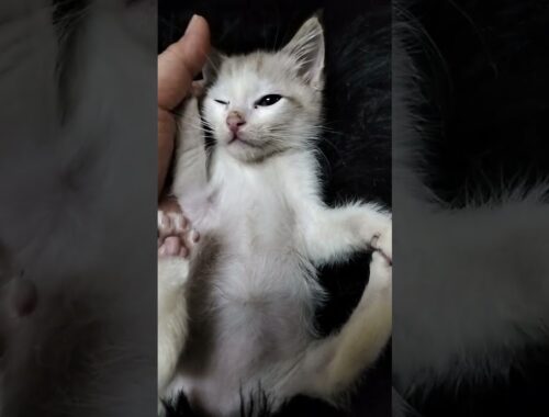 Japanese Bobtail Kitten For Adoption - 2 Months, Gasper from Kuala Lumpur , Kuala Lumpur