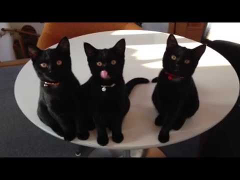 黒猫ボンベイ赤ちゃん。生後3ヶ月経過☆ Black bombay cat（黒のボンベイ猫）