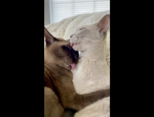 Cats Snuggling, Cuddling, and Grooming Each Other #shorts