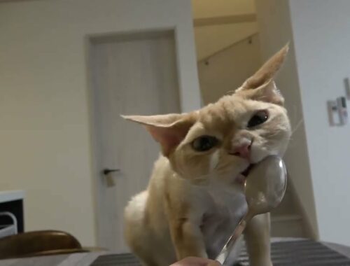 大好きなヨーグルトを可愛く食べているデボン猫です