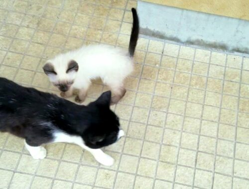 滅多に鳴かなかったシャム子猫が黒白猫に小声で話しかけた時