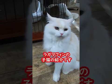 あざと可愛いラガマフィンの子猫　可愛いとしか言いようがなり動画（保護猫カフェ猫の木）十三駅　Cute video of Ragamuffin kitten