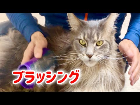 【メインクーンのいる生活】日課のブラッシング　- life with a maine coon cat -　brushing