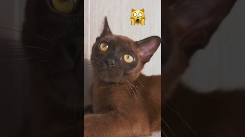 Burmese kitten with big ears 👂👂 Burmese kitten with big ears 👂👂