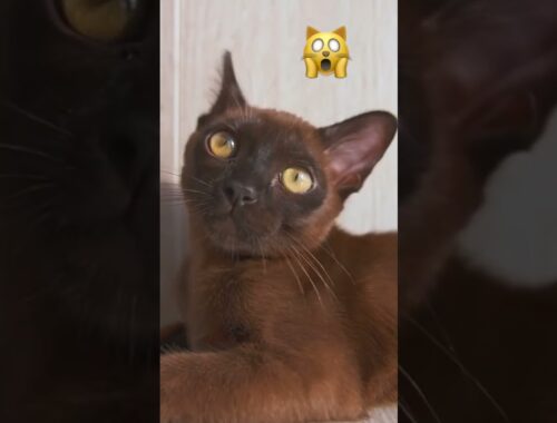 Burmese kitten with big ears 👂👂
