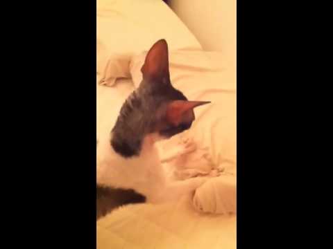 猫ふみふみ
