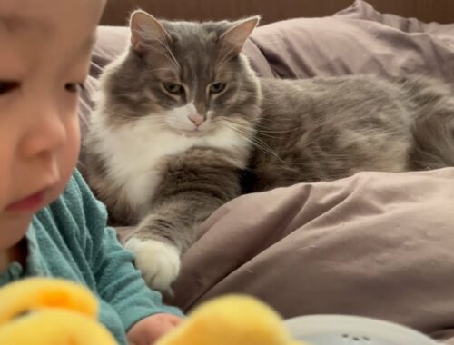 赤ちゃんを後ろから何度もちょんちょんする猫　ノルウェージャンフォレストキャット　Cat repeatedly touches baby from behind