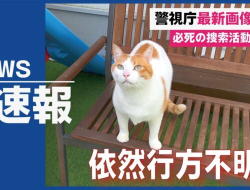 行方不明になった先住猫を探してます【関西弁でしゃべる猫】