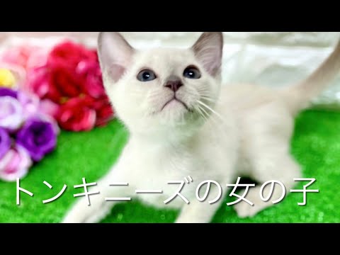 トンキニーズの子猫　（平野瓜破）