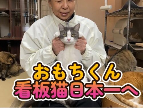 おもちくん 日本一の看板猫になれるかな？