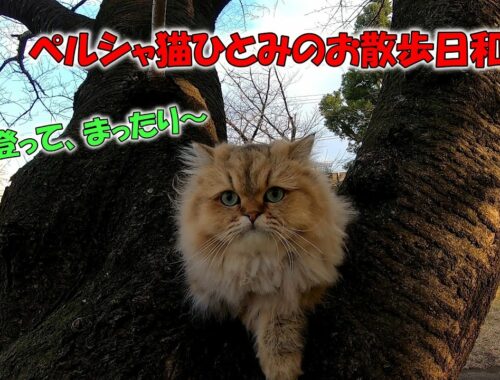 ペルシャ猫ひとみのお散歩日和。木に登ってまったりとするひとみです。