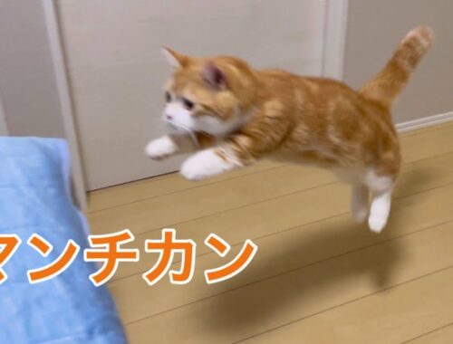 【マンチカン】短足でジャンプする猫