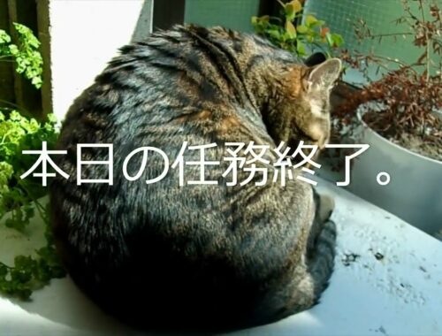 【にゃらん日記】僕の任務。【日本猫のにゃらん】