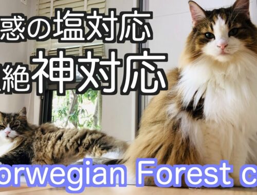 驚きの神対応をするノルウェージャンフォレストキャットNorwegian Forest Cat