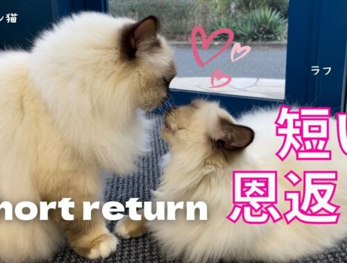 バーマン猫ミカとラフ【短い恩返し】Short return（バーマン猫）Birman/Cat
