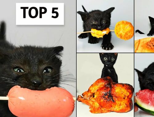 Top 5 Kitten eating ASMR Compilation
