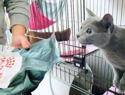 【猫動画】キャットフードの袋に興奮しちゃうロシアンブルー【russianbule】Russian blue gets excited about bag of cat food