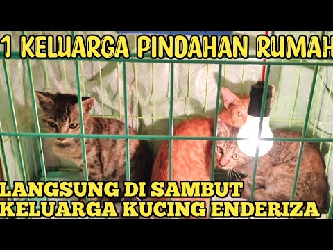 BOYONGAN!!! 1 Keluarga Kucing,induk dan 3 Kitten Pindah ke Rumah Kucing Enderiza
