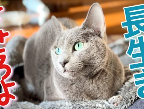 【ロシアンブルー】猫の4才は人間でいうと?~こてつの余命は? [Russian Blue cat Kotetsu]How old is a 4 year old cat in human terms?