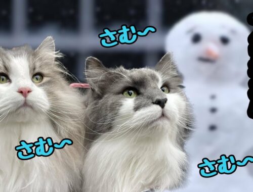 【大寒波と猫】快適に乗り切るノルウェージャンフォレストキャット兄弟の秘策！
