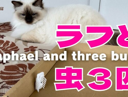 バーマン猫ラフとガブとウリ【ラフと虫3匹】Raphael and three bugs（バーマン猫）Birman/Cat