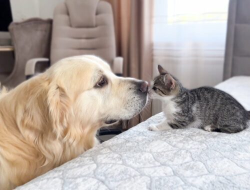 Golden Retriever Meets Funny Kittens
