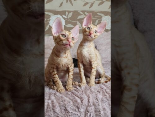Kittens video of Cornish Rex red twins!!!