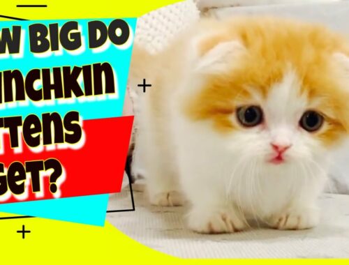 マンチカン猫 |マンチカンの子猫はどのくらい大きくなりますか?