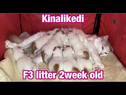 可愛いバン猫赤ちゃん2週齢/ Turkish Van Kittens 2weeks old