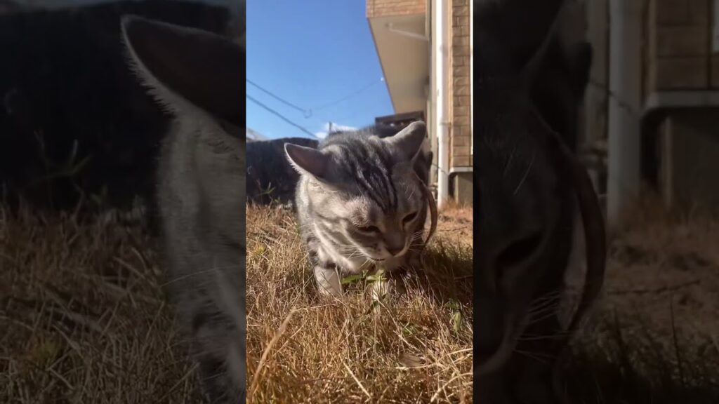 ご機嫌 猫 散歩 ビュッフェ アメリカンショートヘアー cat