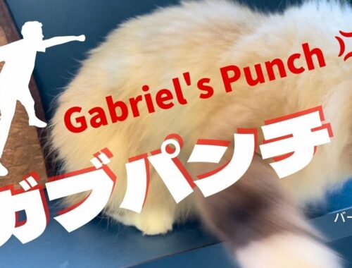 優しいガブも怒る【ガブパンチ】Gabriel's Punch（バーマン猫）Birman/Cat