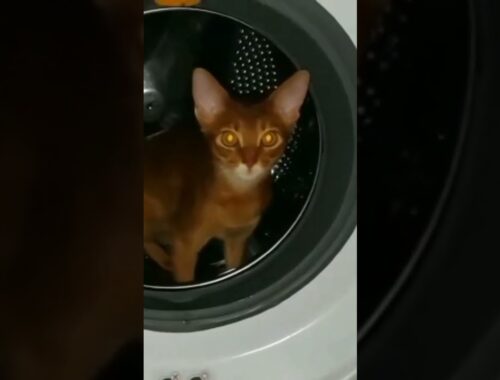 Our Funny Abyssinian Kitten🐈#funny