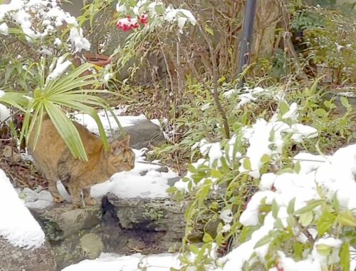 【ねこ日常系】雪の庭が心配です。寒いけど行くの。【猫と日本の庭】
