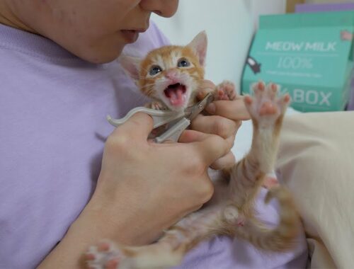 For the First time, Kitten Tidying up Its Toenails Went Crazy!