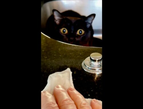 My Cat Protecc Sink...  mrrrp... thunk - Cat Pounce Eyes | Cute Burmese Cat  #shorts