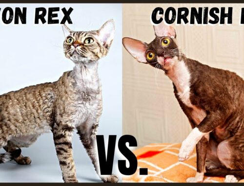 デボン レックス キャット VS.コーニッシュレックスの猫