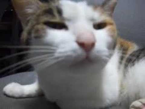 猫動画 日本猫ねここ のんびりまったり Japanese cat Free and Easy