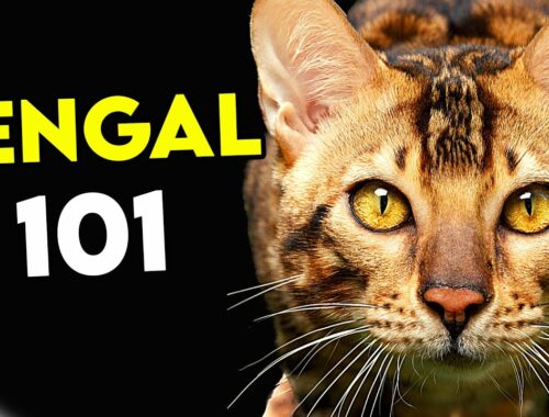 ベンガル猫を飼う前に必見 |ベンガル猫 101