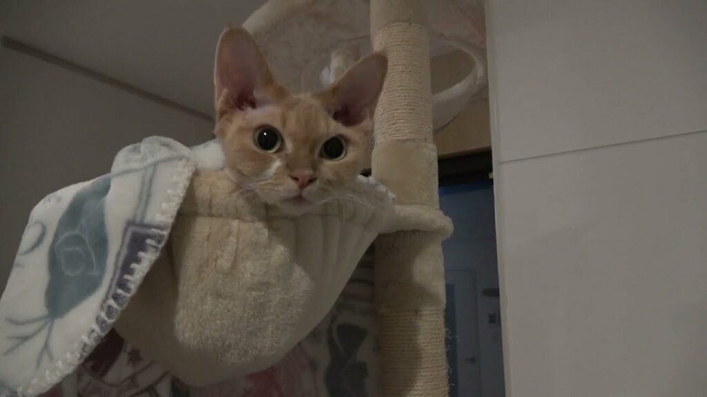 愛用のハンモックから出てこないデボン猫です 愛用のハンモックから出てこないデボン猫です