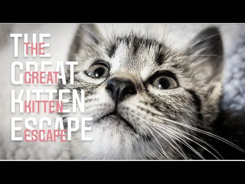 kitten prison escape
