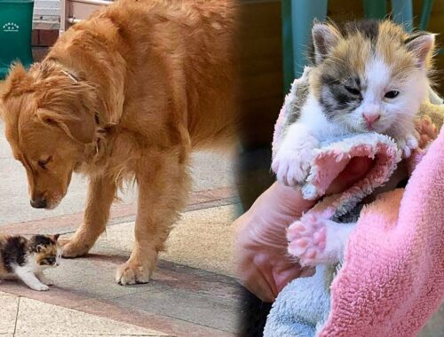 Dog Brought An Abandoned Kitten To a Man And Insisted It Be Adopted