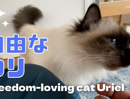 バーマン猫ウリ【自由なウリ】Freedom-loving cat Uriel（バーマン猫）Birman/Cat