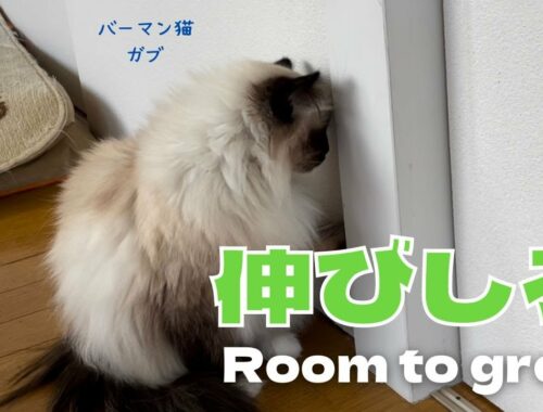 バーマン猫ガブ【伸びしろ】Room to grow（バーマン猫）Birman/Cat