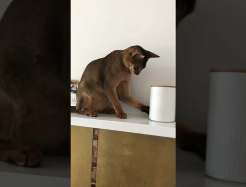 Abyssinian cat being naughty