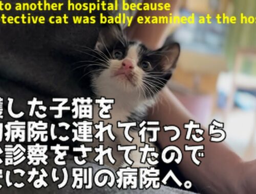 保護子猫が病院で雑な診察をされてたので別の病院に再度連れて行きました/I will take the rescued kitten to the hospital again